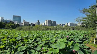 삽화