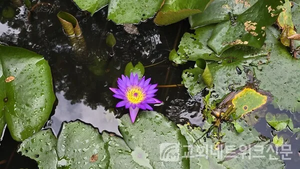 [칼럼] 치앙마이 선교교회 이야기