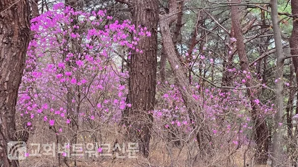 삽화