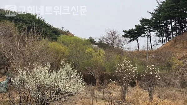 삽화