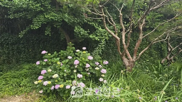 삽화