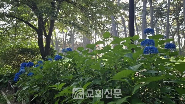 삽화