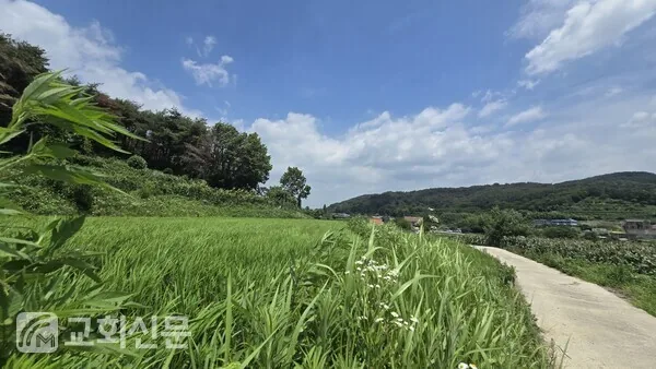 삽화