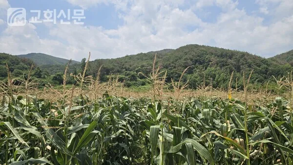 삽화