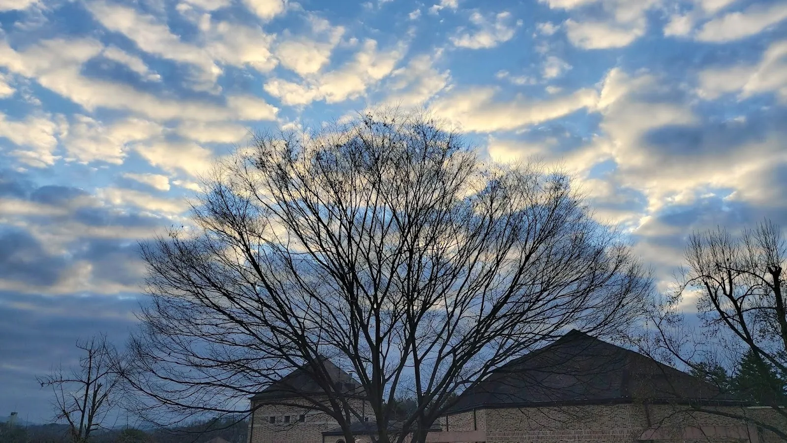삽화