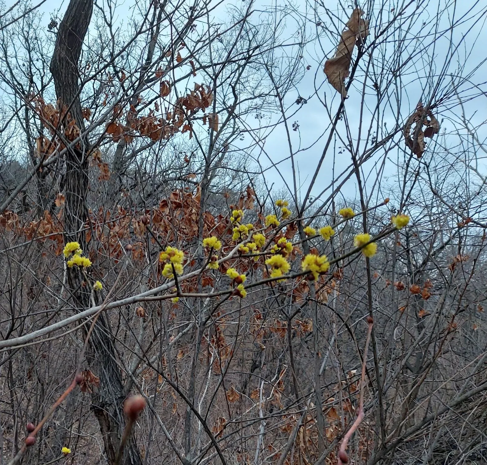 삽화