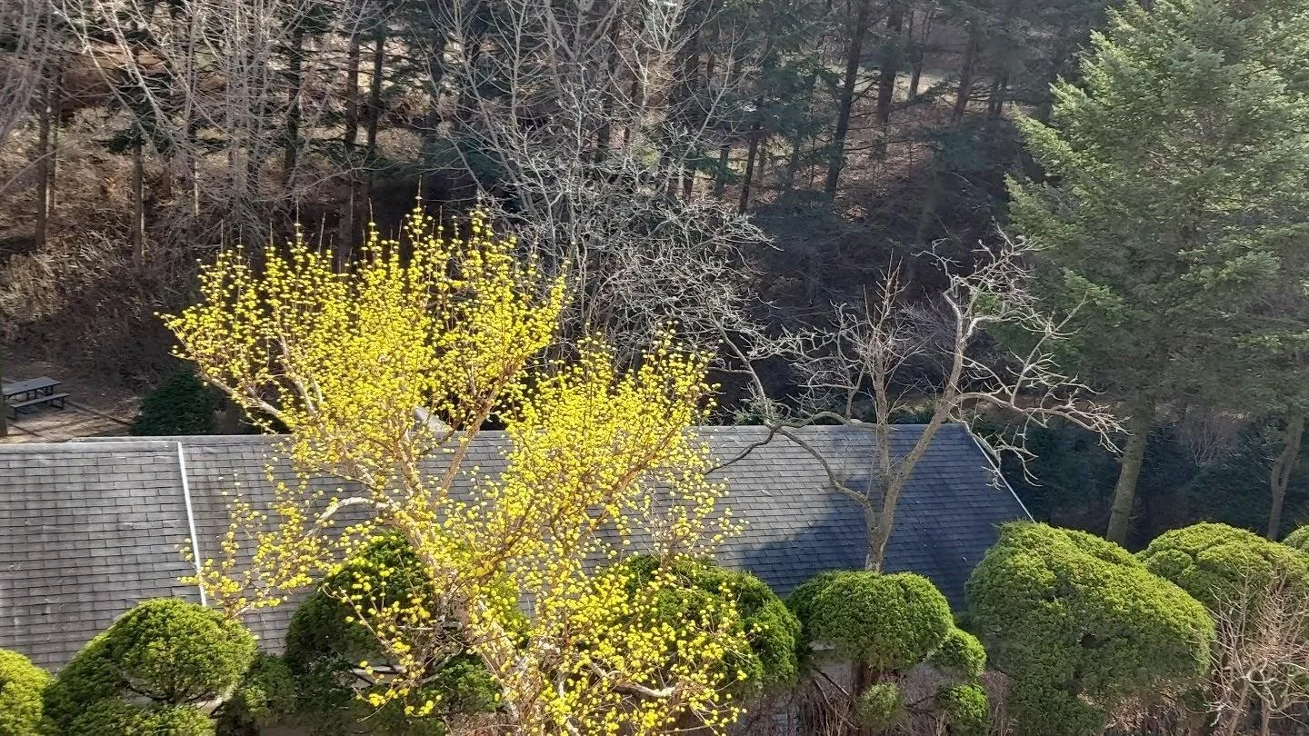 삽화