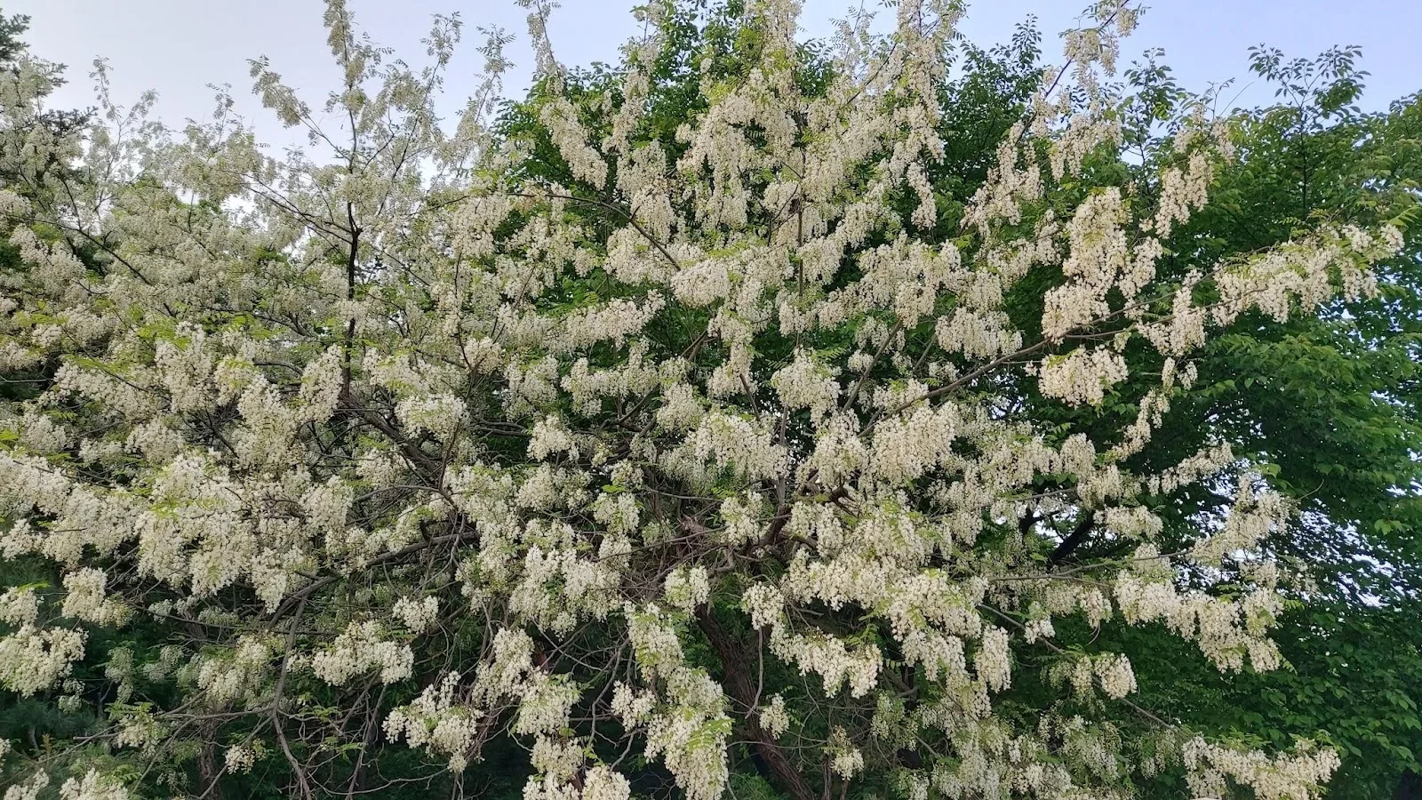 삽화