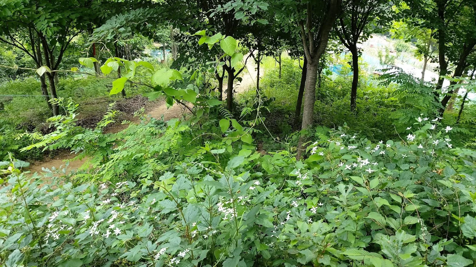 삽화
