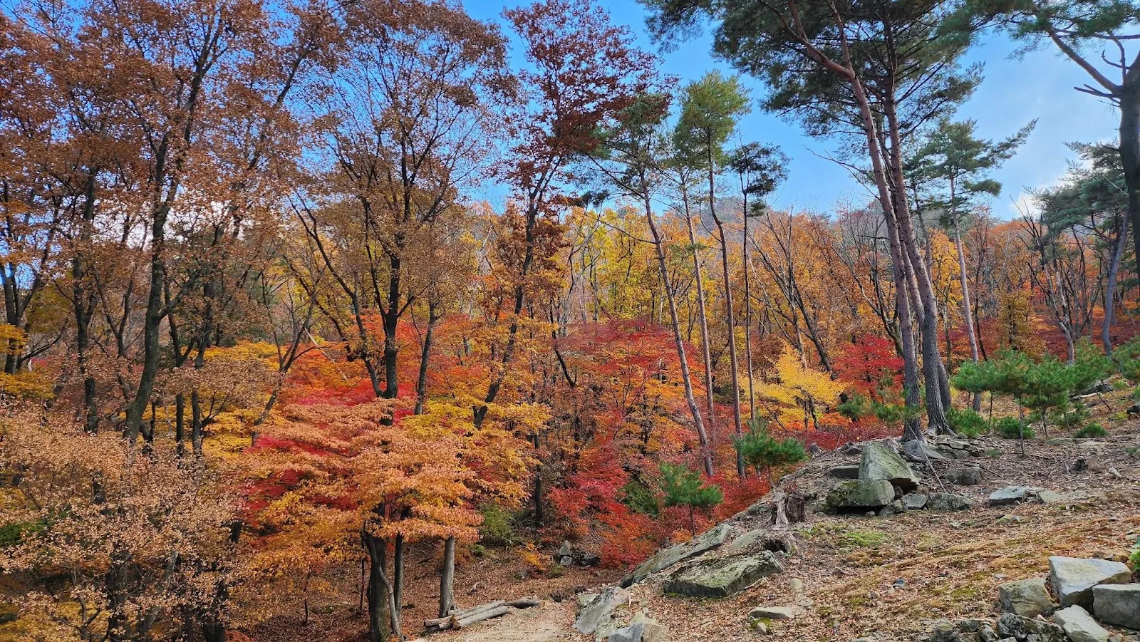 삽화