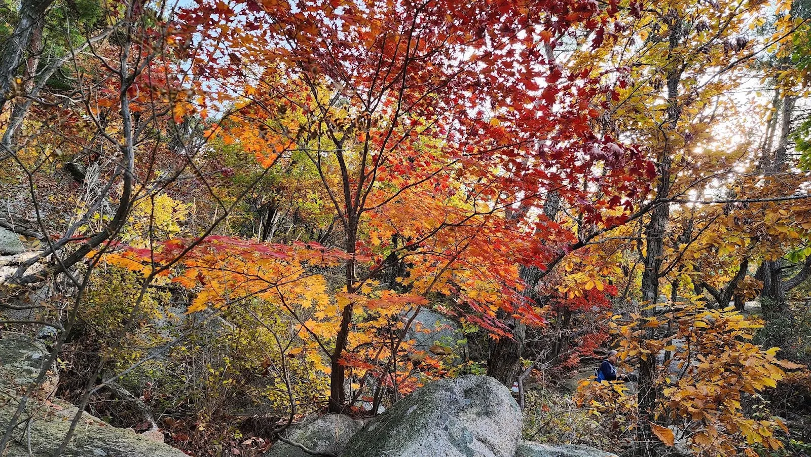 삽화