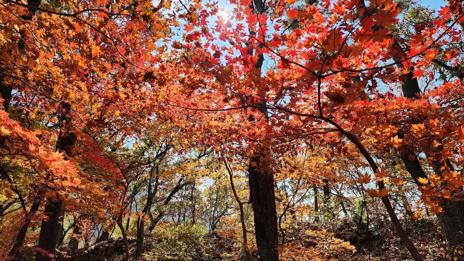 삽화