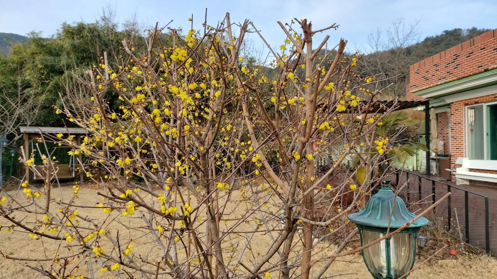 삽화