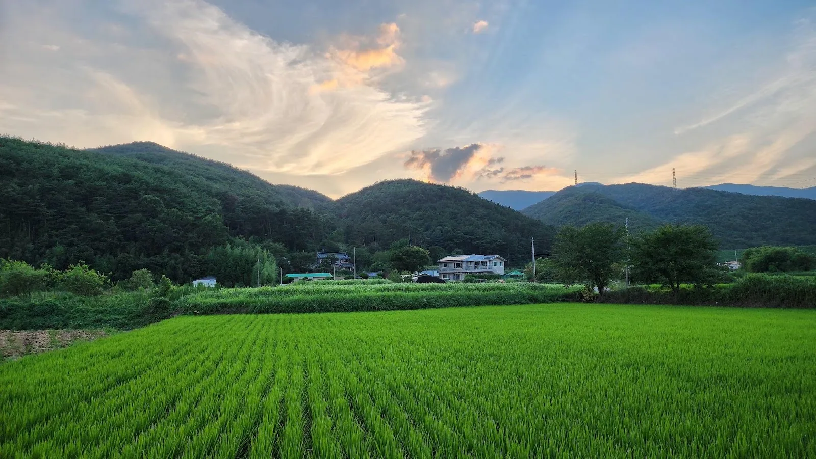 삽화