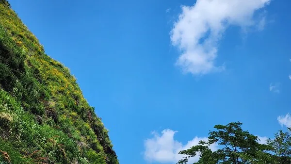삽화
