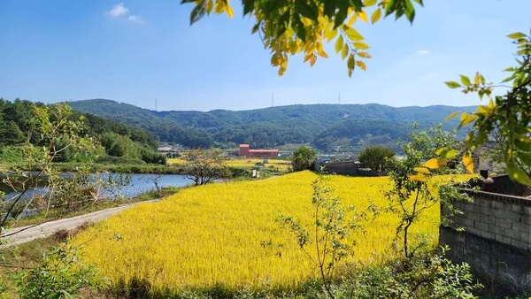 삽화
