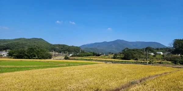 삽화