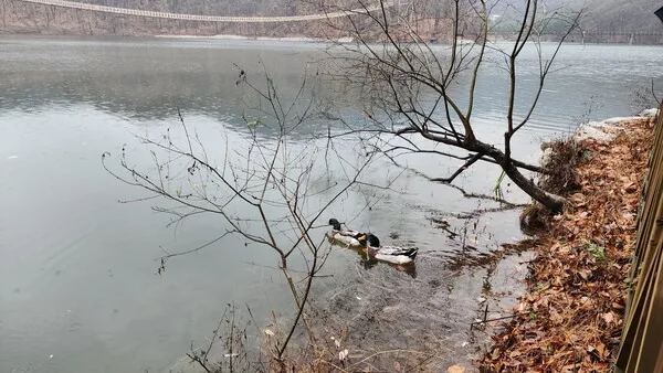 삽화