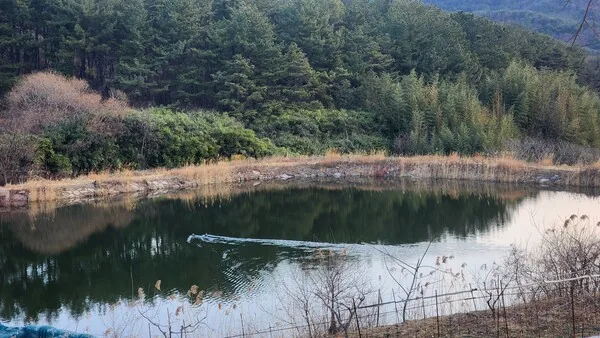 삽화