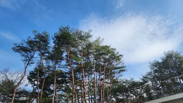 삽화