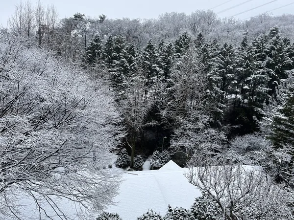 삽화