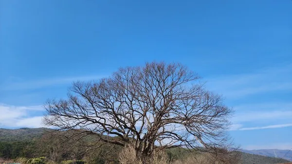 두 집 살림
