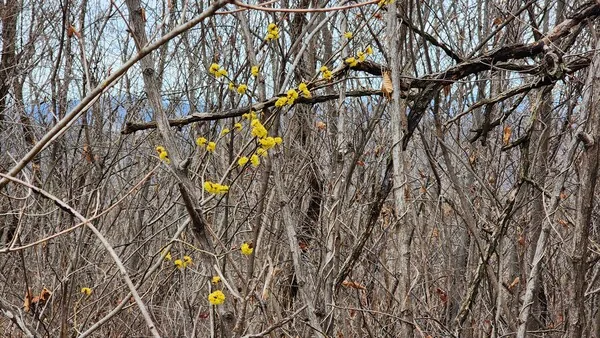 삽화