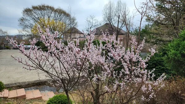 삽화