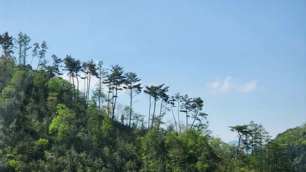 삽화