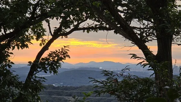 삽화