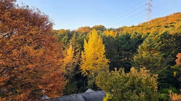 삽화