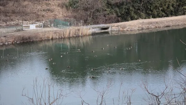 삽화