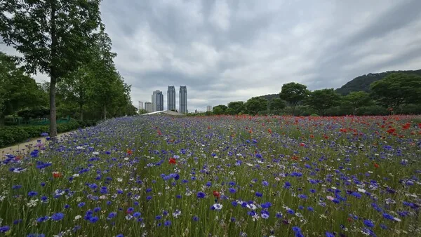 삽화