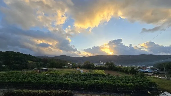 삽화