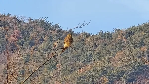 삽화