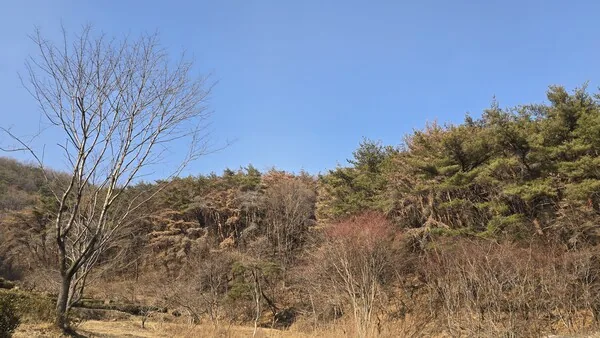 삽화