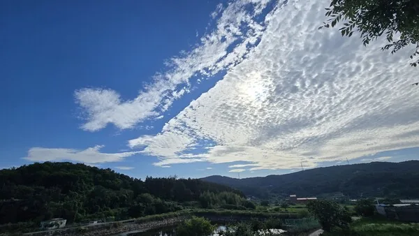 삽화