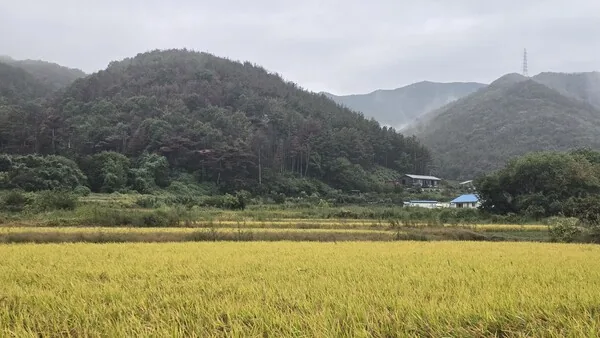 삽화