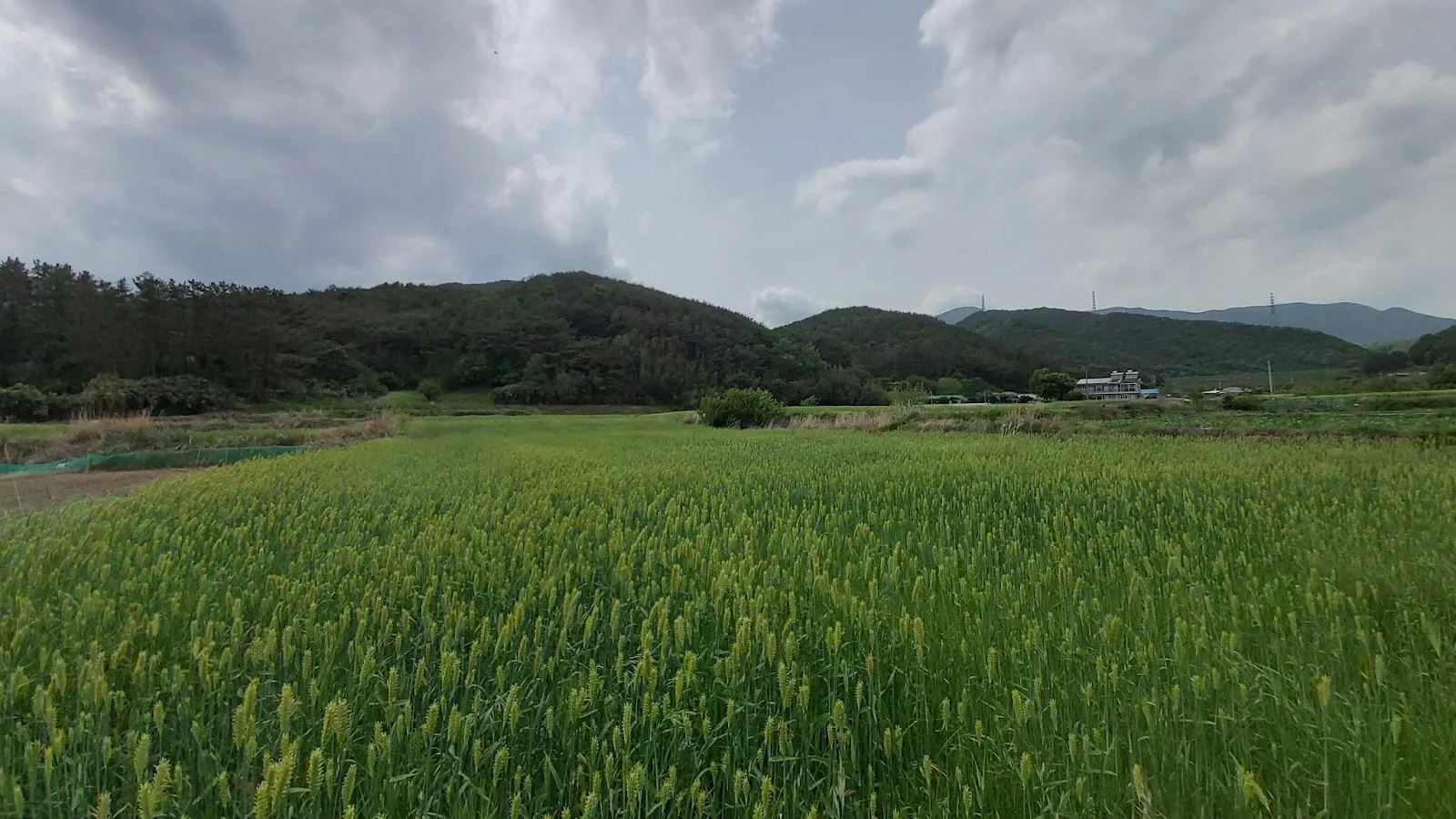 삽화