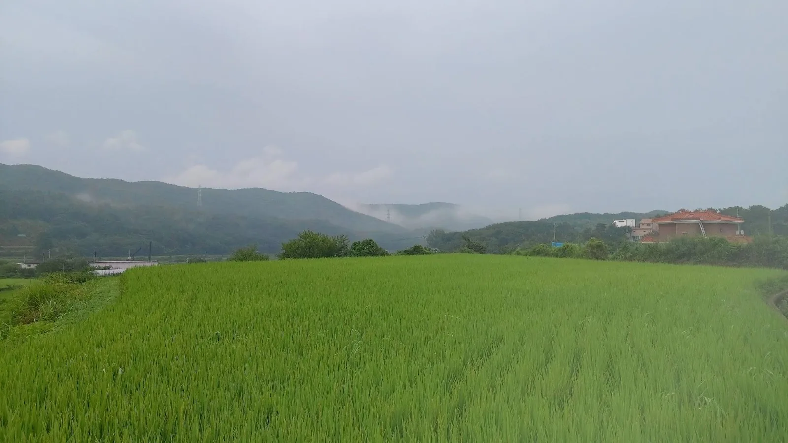 삽화