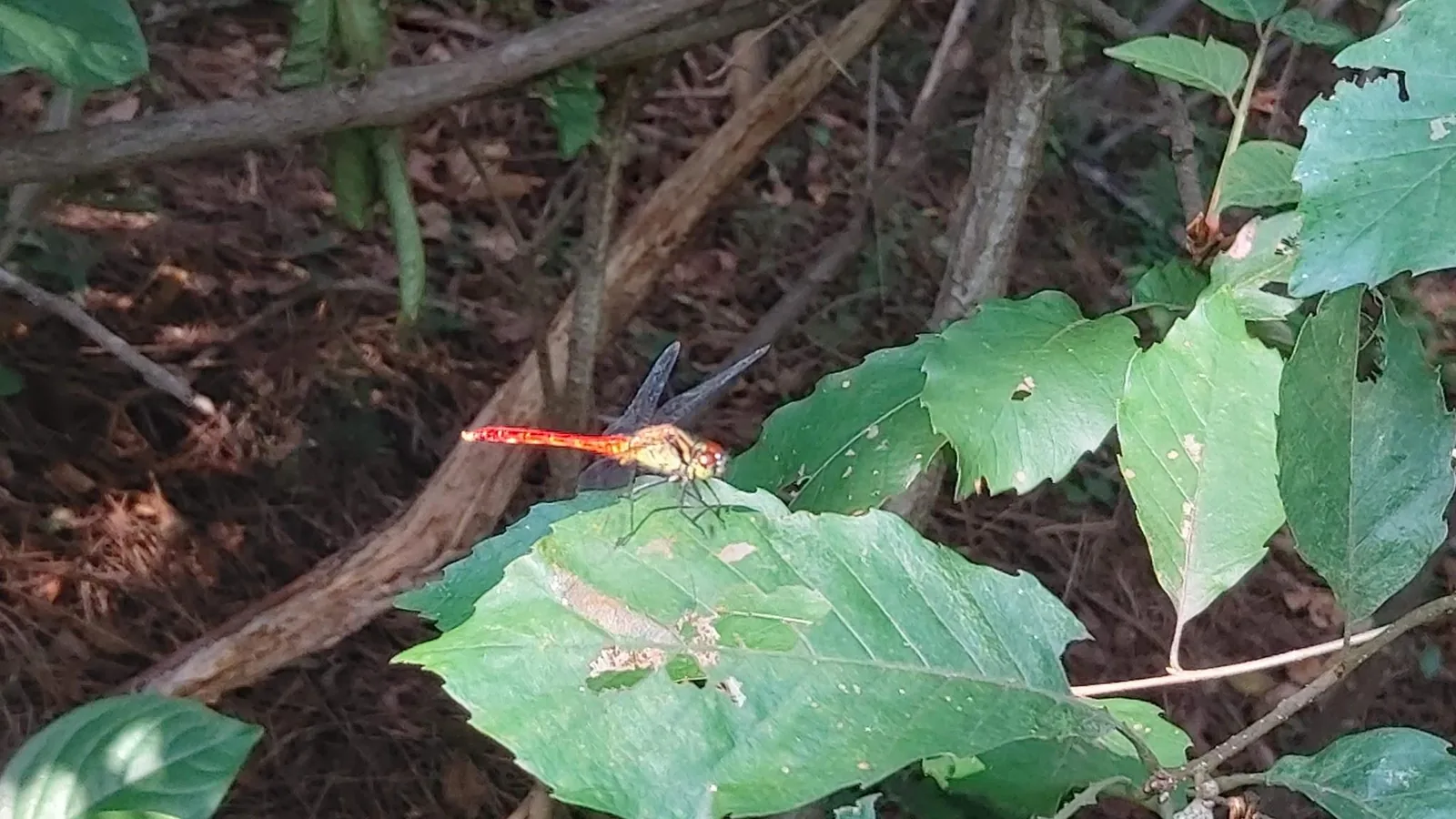 삽화