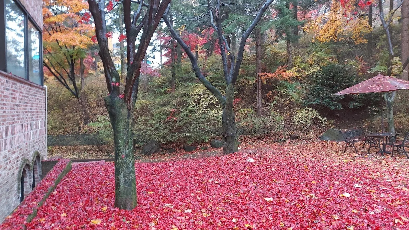 삽화