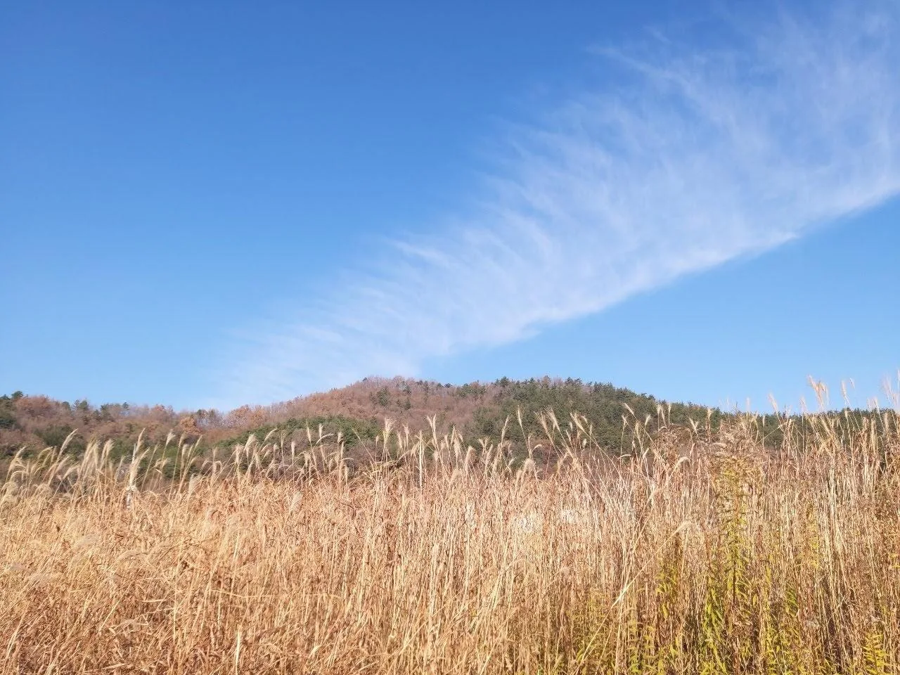 삽화