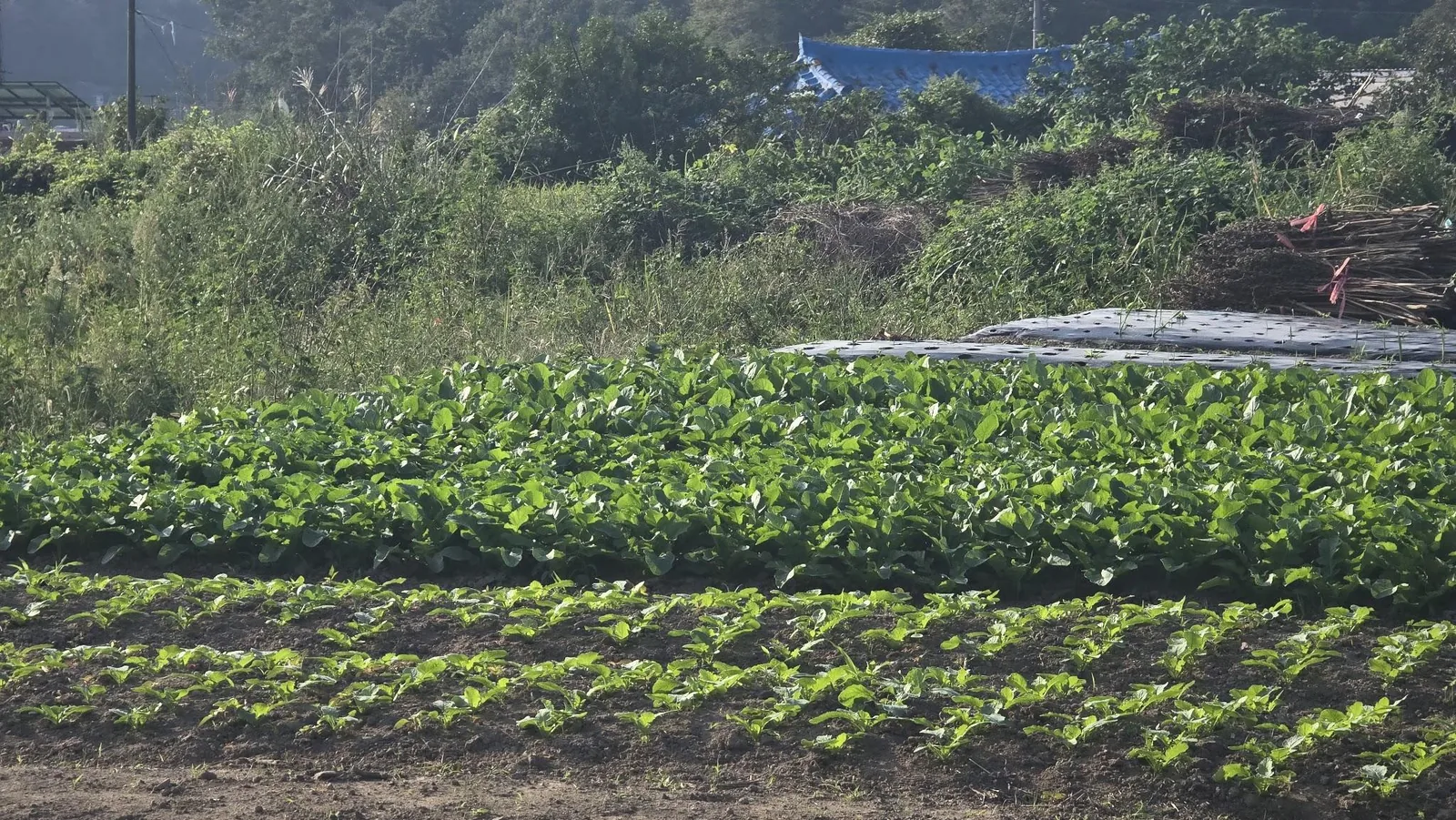 삽화